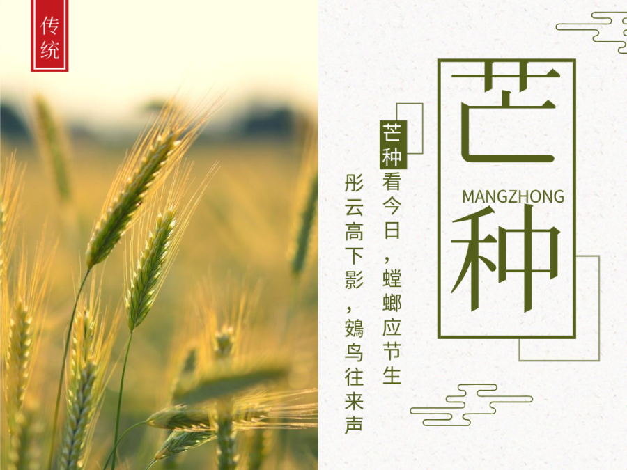 今日芒種，忙有所獲，不負耕耘！